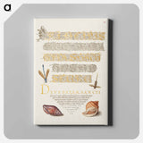 アートパネル-Damselfly, Insect, and Marine Mollusks
 - 書道のお手本 Canvas.