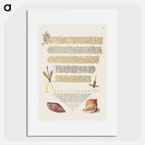 アートポスター-Damselfly, Insect, and Marine Mollusks
 - 書道のお手本 Poster.