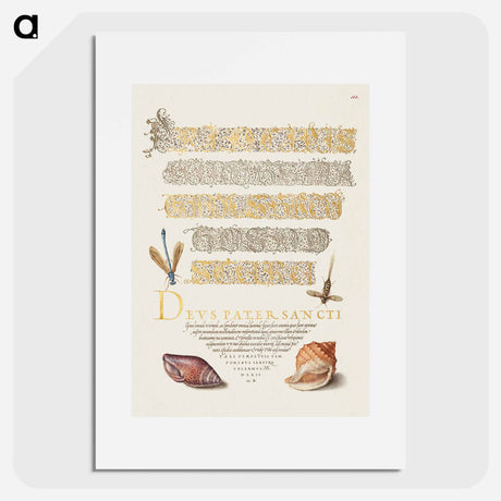 アートポスター-Damselfly, Insect, and Marine Mollusks
 - 書道のお手本 Poster.