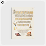 アートポストカード-Damselfly, Insect, and Marine Mollusks
 - 書道のお手本 Postcard.