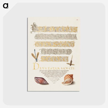 アートポストカード-Damselfly, Insect, and Marine Mollusks
 - 書道のお手本 Postcard.