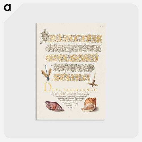 Damselfly, Insect, and Marine Mollusks
 - 書道のお手本 Postcard.