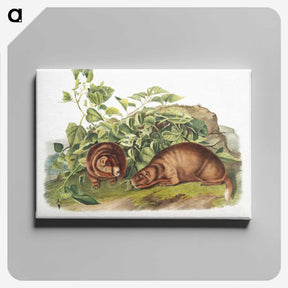 2-38_The-Viviparous-Quadrupeds_canvas