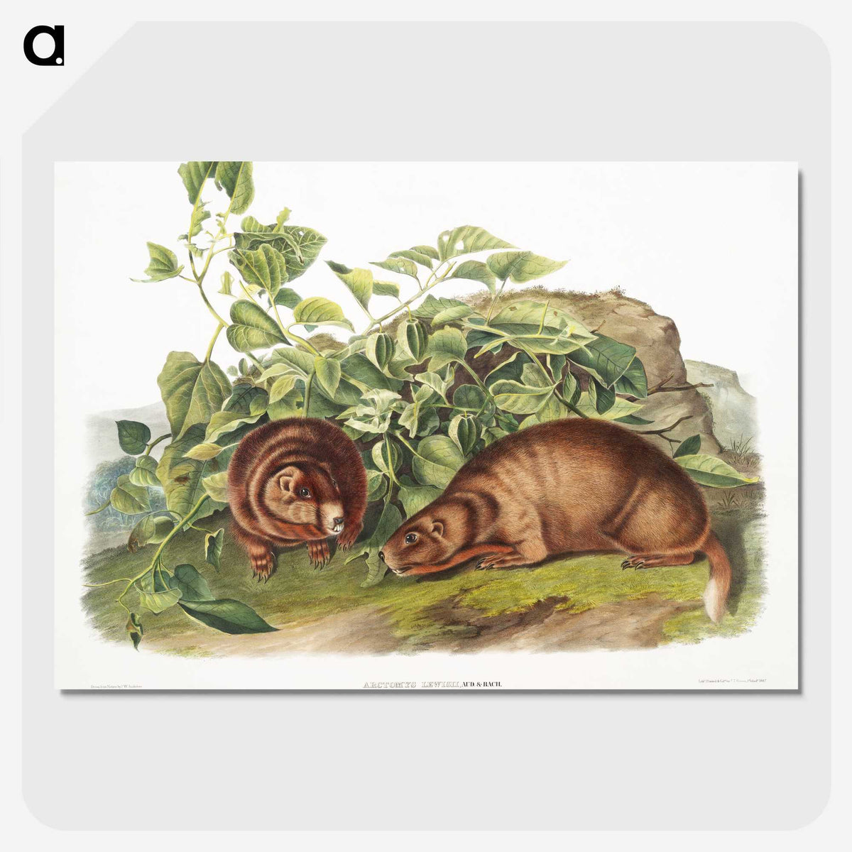 2-38_The-Viviparous-Quadrupeds_picture-crop