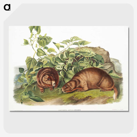 2-38_The-Viviparous-Quadrupeds_picture-crop