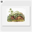 2-38_The-Viviparous-Quadrupeds_picture