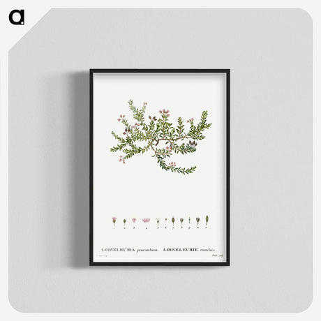 2-38_Treatise-on-Trees-and-Shrubs_blk-crop