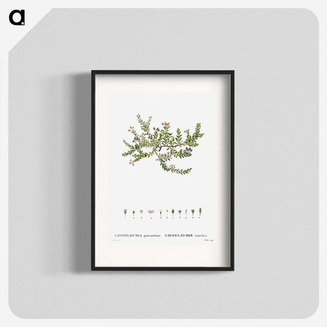 2-38_Treatise-on-Trees-and-Shrubs_blk