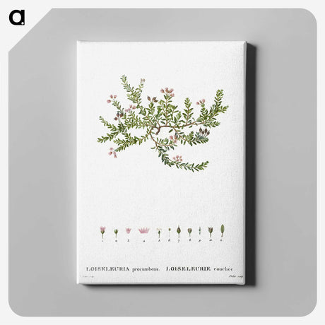 2-38_Treatise-on-Trees-and-Shrubs_canvas
