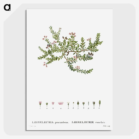 2-38_Treatise-on-Trees-and-Shrubs_picture-crop