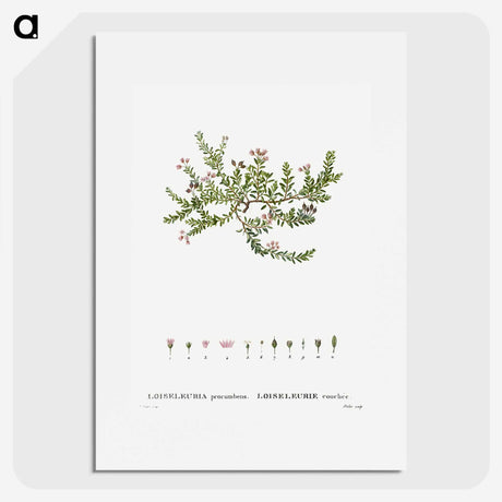 2-38_Treatise-on-Trees-and-Shrubs_picture