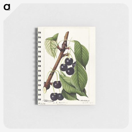 2-38_USDA-Watercolor-Fruit-Painting-Collection_memo