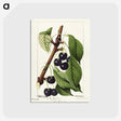 2-38_USDA-Watercolor-Fruit-Painting-Collection_postcard