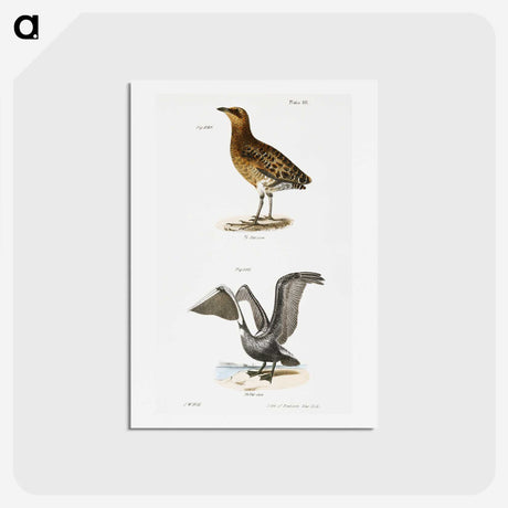 2-38_Zoology-of-New-York_hagaki