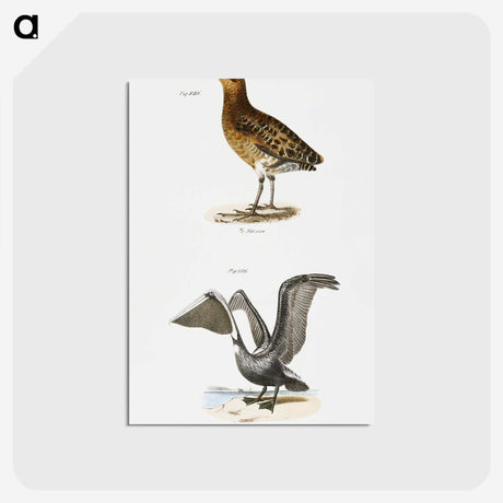 2-38_Zoology-of-New-York_postcard