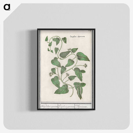 2-39_Anselmus-Boetius-de-Boodt_blk-crop