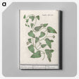 2-39_Anselmus-Boetius-de-Boodt_canvas