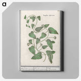 2-39_Anselmus-Boetius-de-Boodt_canvas