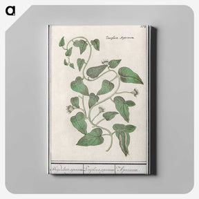 2-39_Anselmus-Boetius-de-Boodt_canvas