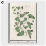 2-39_Anselmus-Boetius-de-Boodt_picture-crop
