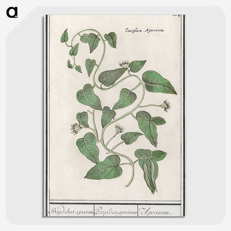 2-39_Anselmus-Boetius-de-Boodt_picture-crop