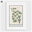 2-39_Anselmus-Boetius-de-Boodt_picture