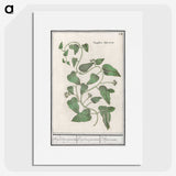 2-39_Anselmus-Boetius-de-Boodt_picture