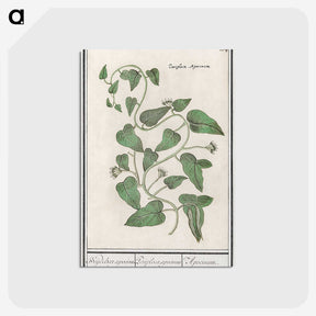 2-39_Anselmus-Boetius-de-Boodt_postcard