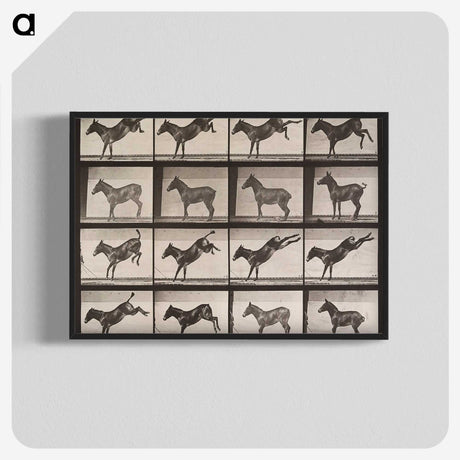 2-39_Eadweard-Muybridge_blk-crop