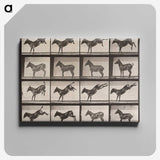2-39_Eadweard-Muybridge_canvas