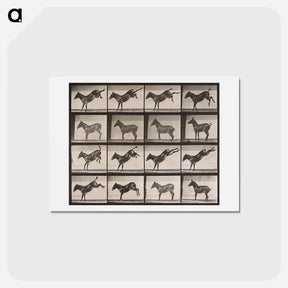 アートポストカード-Ruth, the Mule, Kicking
 - エドワード マイブリッジ Postcard.