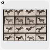 2-39_Eadweard-Muybridge_picture-crop
