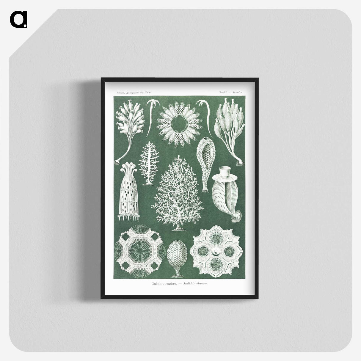 2-39_Ernst-Haeckel_blk-crop