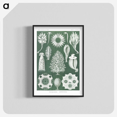 2-39_Ernst-Haeckel_blk-crop