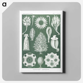 2-39_Ernst-Haeckel_canvas