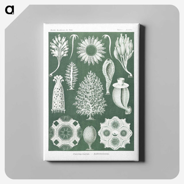 2-39_Ernst-Haeckel_canvas