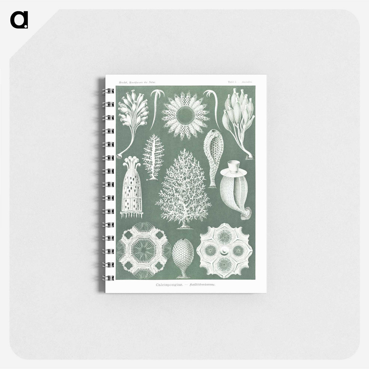 2-39_Ernst-Haeckel_memo