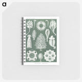 2-39_Ernst-Haeckel_memo