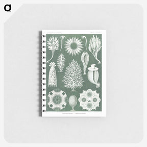 2-39_Ernst-Haeckel_memo