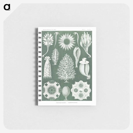 2-39_Ernst-Haeckel_memo