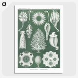 2-39_Ernst-Haeckel_picture-crop