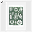 2-39_Ernst-Haeckel_picture