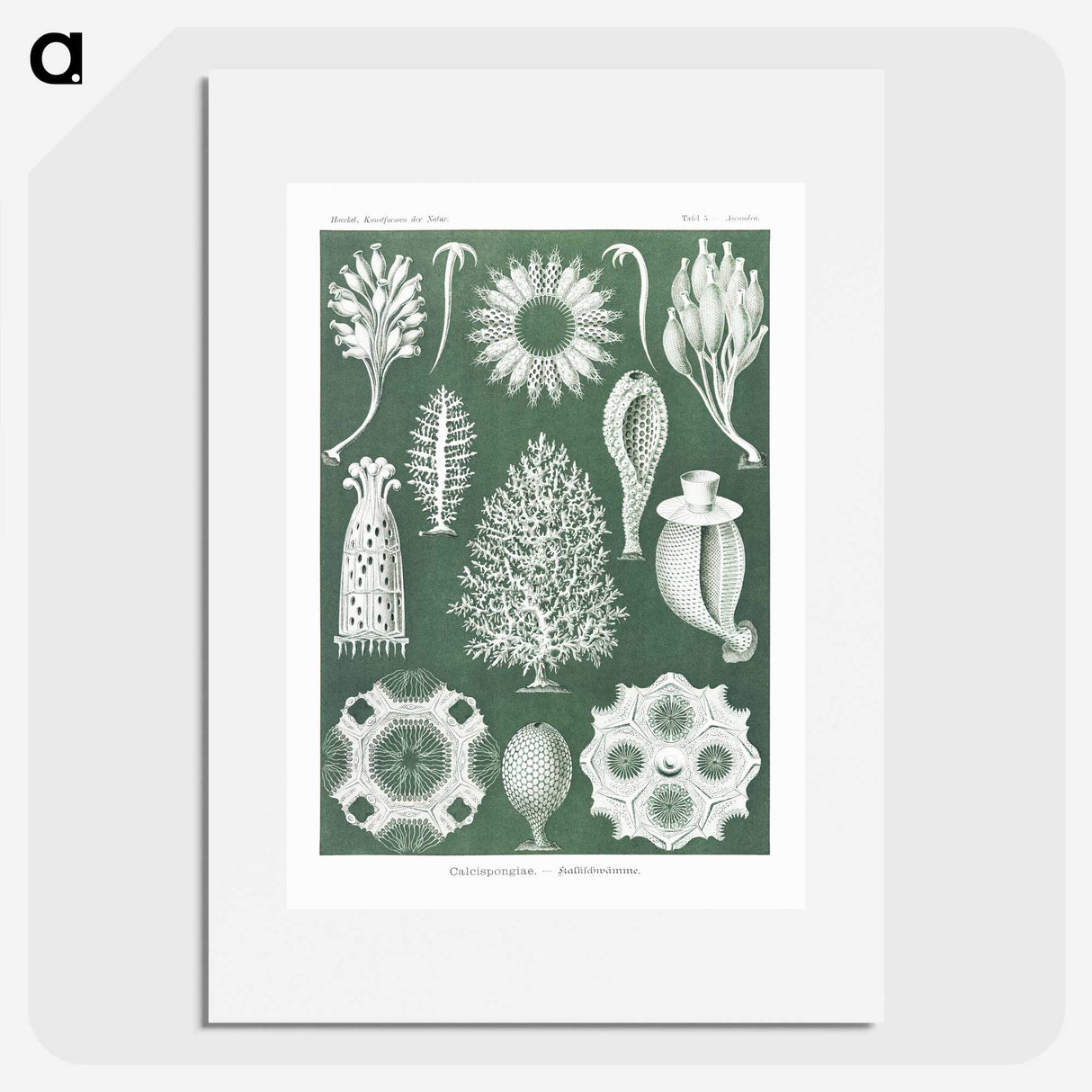 2-39_Ernst-Haeckel_picture