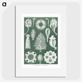 2-39_Ernst-Haeckel_picture