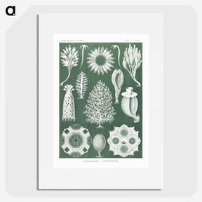 2-39_Ernst-Haeckel_picture