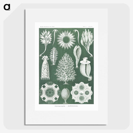 2-39_Ernst-Haeckel_picture