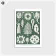 2-39_Ernst-Haeckel_postcard