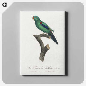 2-39_Francois-Levaillant_canvas