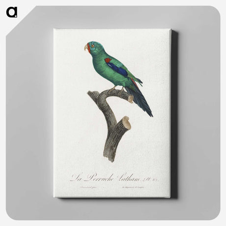 2-39_Francois-Levaillant_canvas