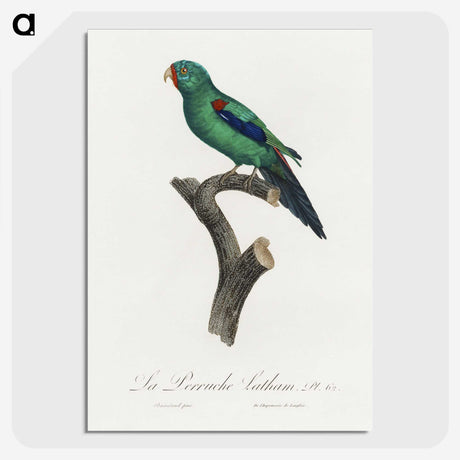 2-39_Francois-Levaillant_picture-crop